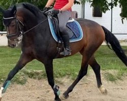 dressage horse Flying Guy Franziskus (Westphalian, 2015, from Franziskus FRH)