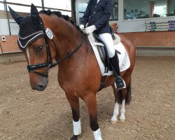 dressage horse Nesquik 28 (German Riding Pony, 2016, from Nobel Nagano NRW)