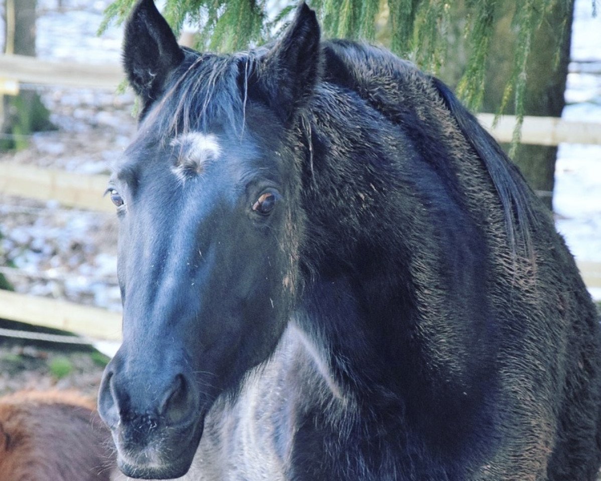 broodmare Rosi (Oldenburg, 2002, from Bmc Don Cardinale)