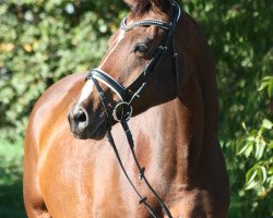 dressage horse Layout (Oldenburg, 2012, from London Lightning)