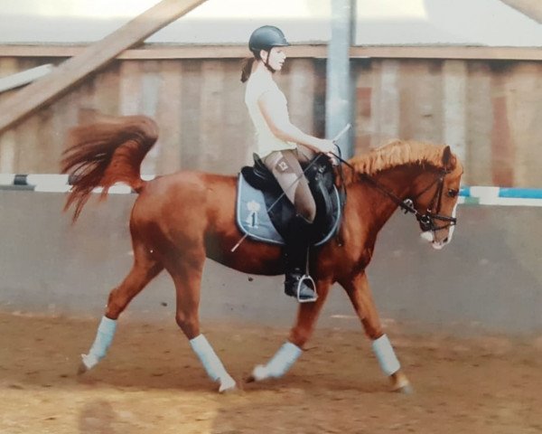 Springpferd Valentino P (Deutsches Reitpony, 2008, von Van Heinrich)