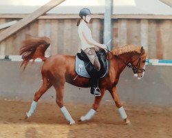 Dressurpferd Valentino P (Deutsches Reitpony, 2008, von Van Heinrich)