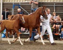 Dressurpferd Galando P (Deutsches Reitpony, 2010, von Genesis B)