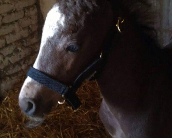 jumper Tarzan P (German Riding Pony, 2013, from Top Berlin)