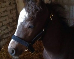 jumper Tarzan P (German Riding Pony, 2013, from Top Berlin)