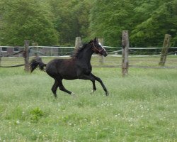 dressage horse Dina P (Westphalian, 2019, from Daytona)