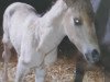 dressage horse Der Feine Prinz P (German Riding Pony, 2013, from Dornier B)