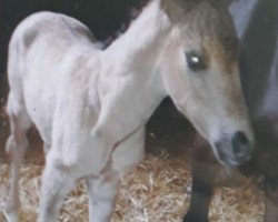 dressage horse Der Feine Prinz P (German Riding Pony, 2013, from Dornier B)