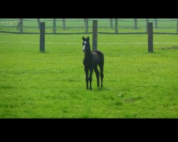 dressage horse Fantastic Touch P (Westphalian, 2012, from Feedback 16)