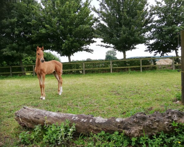 Springpferd Cheeky Princess S (Westfale, 2020, von Contact Me)