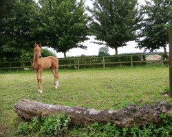 jumper Cheeky Princess S (Westphalian, 2020, from Contact Me)