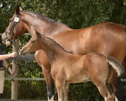 jumper Stute von Checkter / Nekton (Oldenburg show jumper, 2019, from K.i Checkter)