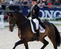 dressage horse Status Royal OLD (Oldenburg, 2010, from Statesman OLD)