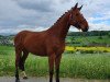 jumper Elvira Vh Exelhof Z (Zangersheide riding horse, 2013, from Elvis Ter Putte)