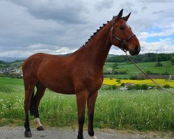 jumper Elvira Vh Exelhof Z (Zangersheide riding horse, 2013, from Elvis Ter Putte)