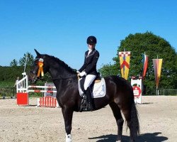 dressage horse Bustado S (Westphalian, 2012, from Bravissimo S)