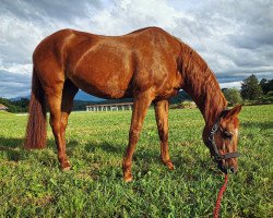 horse Flora Lambada (Slovenian Warmblood, 1996, from Lombart)