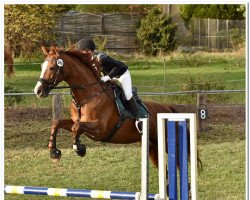 jumper Beluccia (Hanoverian, 2007, from Burlington FRH)