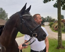 broodmare Sumeika (Trakehner, 2004, from Hibiskus)