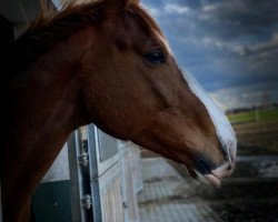 jumper Greatest 5 (Czech Warmblood, 2014, from Darsalam xx)