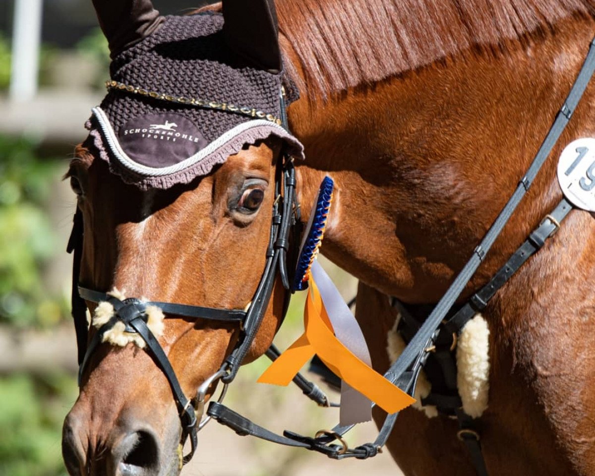 Springpferd Golden Dancer (Trakehner, 2003, von Buddenbrock)