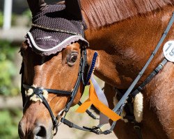 Springpferd Golden Dancer (Trakehner, 2003, von Buddenbrock)