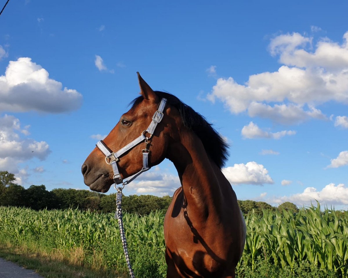 jumper Kilmurray Harley (Connemara Pony, 2014, from Hector of Loughfadda)
