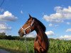 jumper Kilmurray Harley (Connemara Pony, 2014, from Hector of Loughfadda)