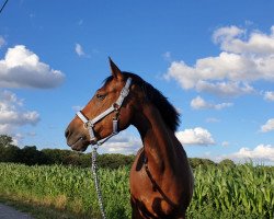 Springpferd Kilmurray Harley (Connemara-Pony, 2014, von Hector of Loughfadda)