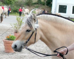 Zuchtstute Leika (Fjordpferd, 2012, von Dylan)