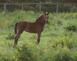 Springpferd Tiffany (Westfale, 2017, von Twister de la Pomme)