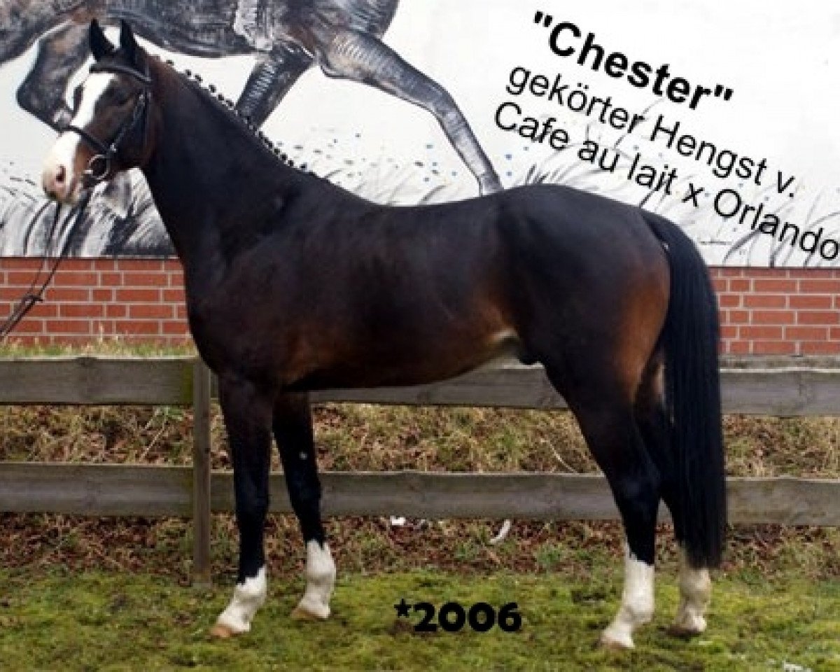 Deckhengst Chester 232 (Westfale, 2006, von Cafe au lait 2)