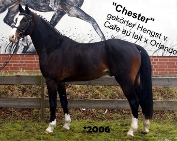 Deckhengst Chester 232 (Westfale, 2006, von Cafe Au Lait)