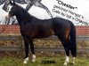 stallion Chester 232 (Westphalian, 2006, from Cafe au lait 2)