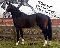 stallion Chester 232 (Westphalian, 2006, from Cafe au lait 2)