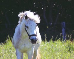 dressage horse Cherie 171 (unknown, 2002)