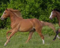 Springpferd Ayon (Westfale, 2017, von A Golden Boy Hero Z)