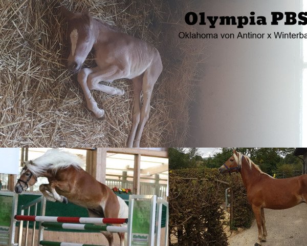 Pferd Olympia PBS (Haflinger, 2020, von Winterball)