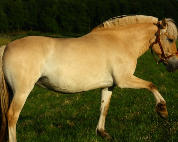 broodmare Maureen (Fjord Horse, 2012, from Dylan)