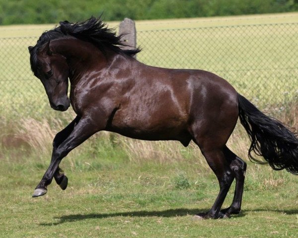 horse Carbonero LXXVIII (Pura Raza Espanola (PRE), 2008)