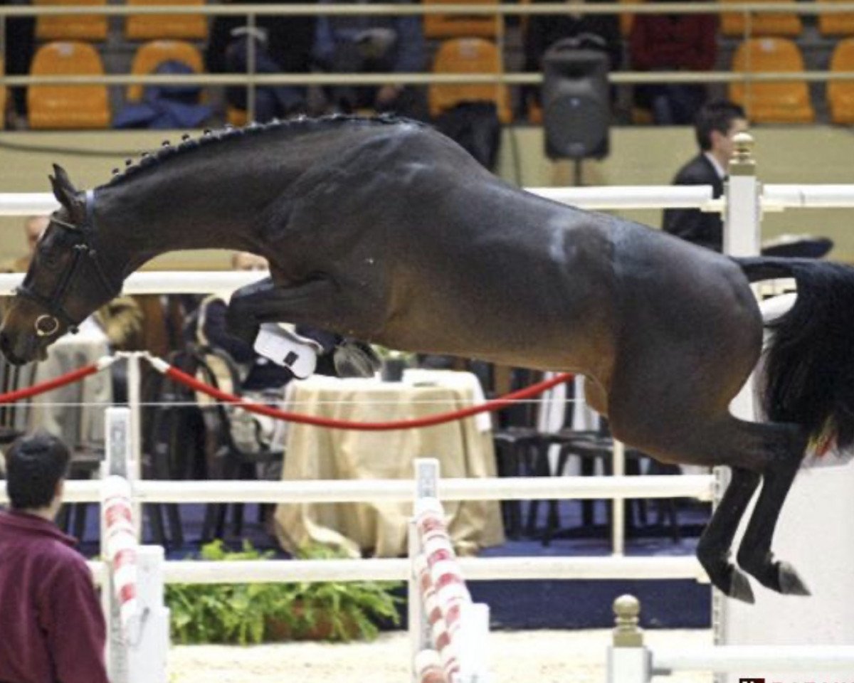 jumper Cassanova 37 (Holsteiner, 2005, from Casall Ask)