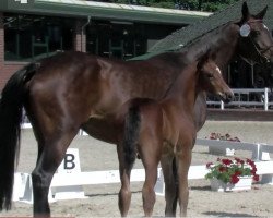 broodmare Mandy (Oldenburg show jumper, 2009, from Cassanova 37)