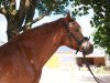 Dressurpferd Charly (Welsh-Cob (Sek. C), 2011)