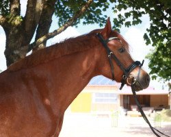 dressage horse Charly (Welsh-Cob (Sek. C), 2011)