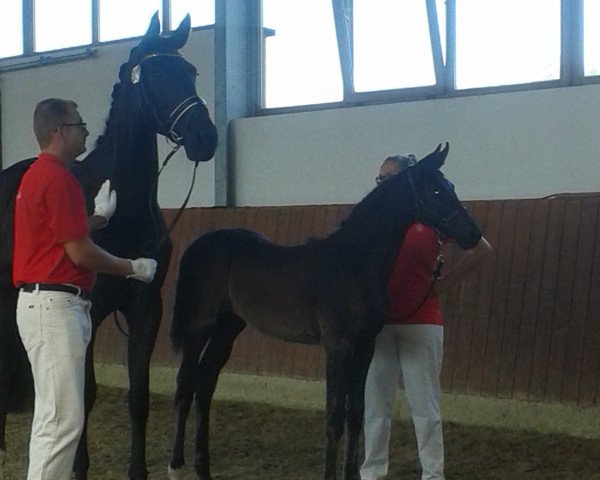 broodmare Belinda P (Westphalian, 2015, from Belantis)