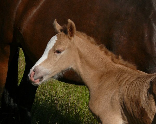 horse Letsfly Golden Summergirl (German Riding Pony, 2020, from Nilantshoeve's Zippo)