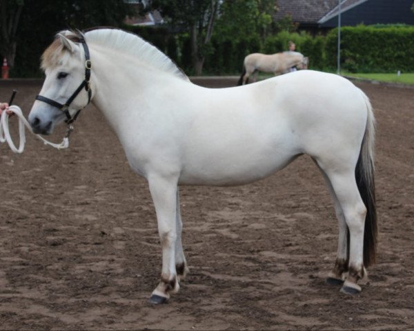 horse Kadira v. Frenssenhof (Fjord Horse, 2018, from Solfin Skovå)