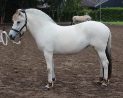 Pferd Kadira v. Frenssenhof (Fjordpferd, 2018, von Solfin Skovå)