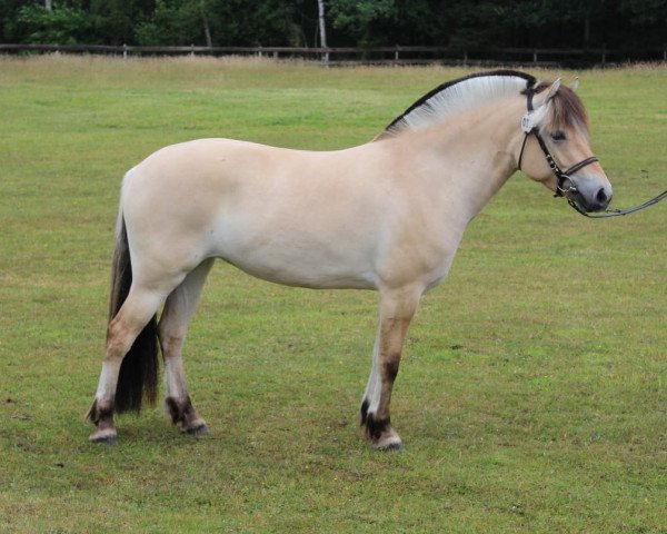 broodmare Aenna (Fjord Horse, 2017, from Giersbergs Tjure)