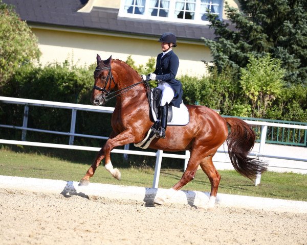 dressage horse Lizardo's Quattrino (Oldenburg show jumper, 2010, from Quattro B)